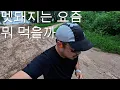 Download Lagu 멧돼지의 식단과 살을 빼야하는 진짜이유