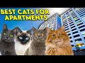 Apartment Cats The Perfect Breeds