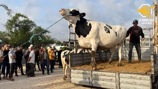 شاهد أجمل أجواء العيد في سوق الاربعاء في خانيونس بيع العجول والابقار  شاهد ولن تندم      دندنها
