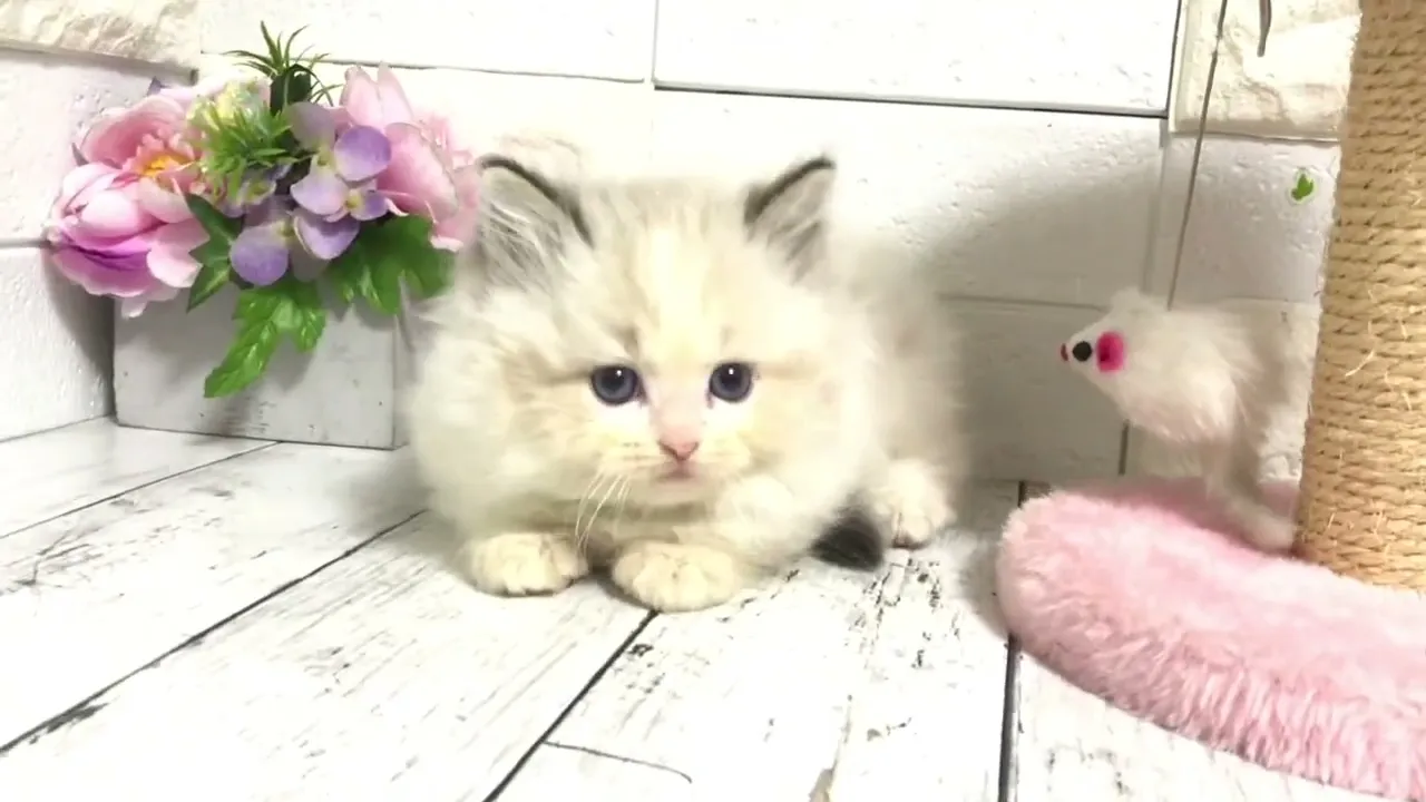 動画