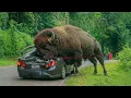50 Incredible Animal Moments Caught on Camera | Wild \u0026 Funny Animal Compilation