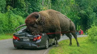50 Incredible Animal Moments Caught on Camera Wild Funny Animal Compilation