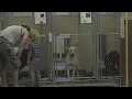 Inflation lack of affordable housing contribute to Spokane animal shelters reaching max capacity