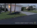 Alligator crawling through Sarasota neighborhood
