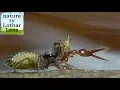 Download Lagu Pseudoscorpion eats springtail. Pseudoscorpion frisstt Kugelspringer