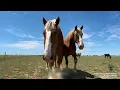 Download Lagu The future of our horse rescue foundation \u0026 where we go from here? Since 2022 we rescued 190 horses