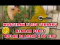 Lagu masteran pleci terbaik