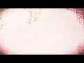 KATAAN - PROCESSOR (OFFICIAL AUDIO)