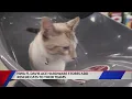 NWA Ace Hardware Stores add rescue cats to their teams