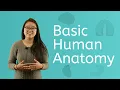 Let s Explore Basic Human Anatomy