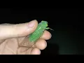 Download Lagu Green Cicada screams! :)