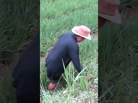 Kang Dedi ngarit di sawah #dedimulyadi#kdm