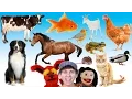 Download Lagu What Do You See? Song | Animals and Sounds | Learn English Kids