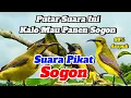 Download Lagu Suara Pikat Sogon Betina Paling Ampuh Atasi Sogon Susah Turun