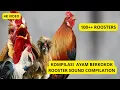 Lagu KOMPILASI 100+ Ayam Berkokok Berbagai Jenis – Dari ayam Shamo, Brahma, Poland, dan banyak lainnya