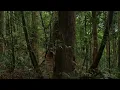 Jungle Sounds - Exotic Birds Singing - Tropical Forest - Relaxing Nature Video - 4K Ultra HD - 2160p