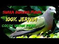 Download Lagu suara burung punai untuk pikat