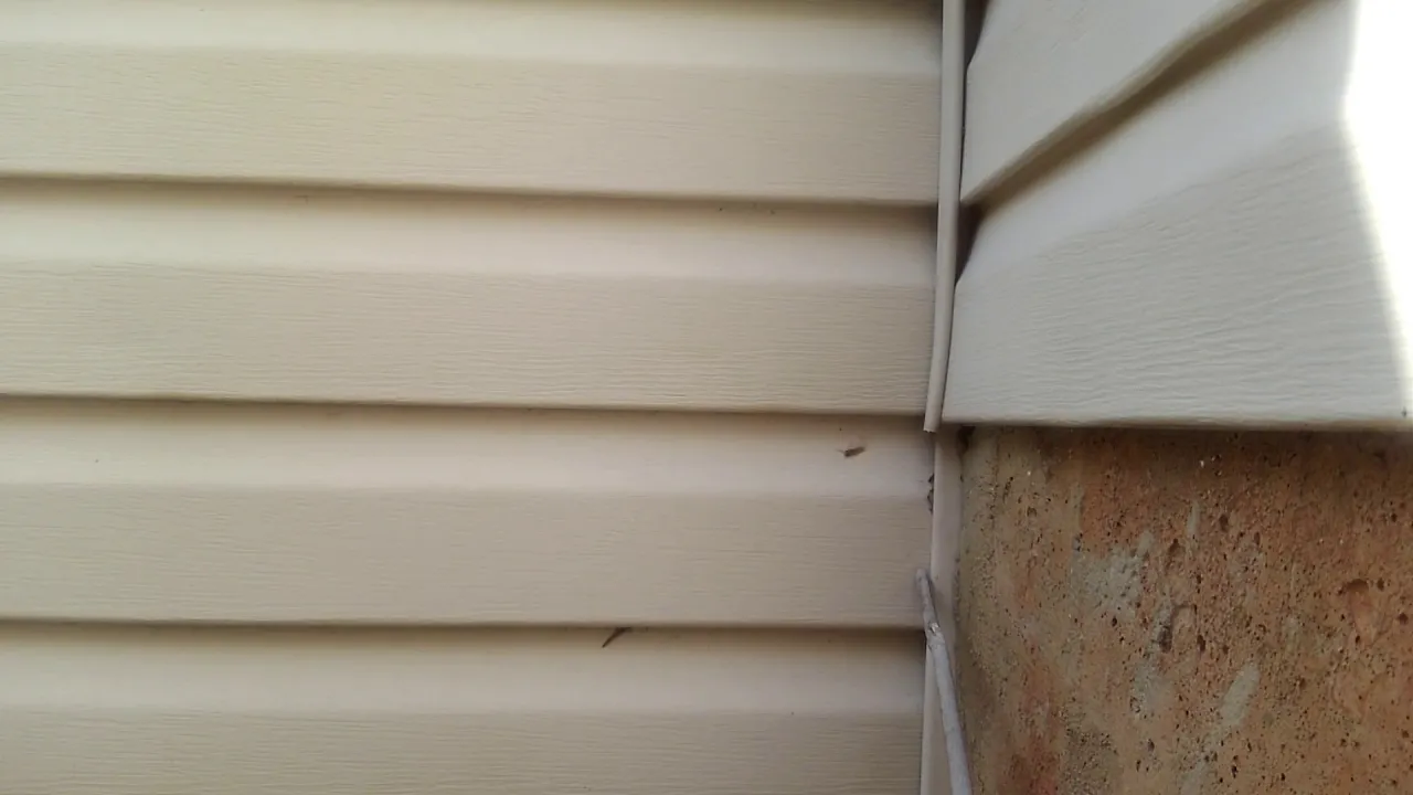 Wasp nest under siding