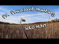 SOLO Pheasant Hunting PA Public Lands 2024