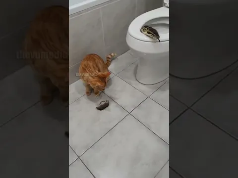 Cat Baits Snake Out of Toilet!