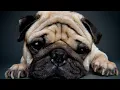 Gift Ideas for the Pug Lover in Your Life