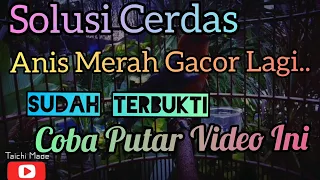  anismerah musikterapianismerah pancingananismerah gacor by taichi made