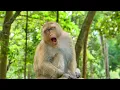 A MOTHER'S TOUCH! / Libby returns to cradle pregnant Rainbow into peaceful sleep! 🐒🥺🤰😴💖