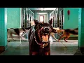 Teens free ALL the Dogs in the Pound Hotel for Dogs CLIP