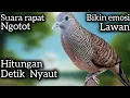 Download Lagu PERKUTUT LOKAL GACOR SUARA RAPAT‼️ BIKIN EMOSI DONGKRAK BIRAHI. 