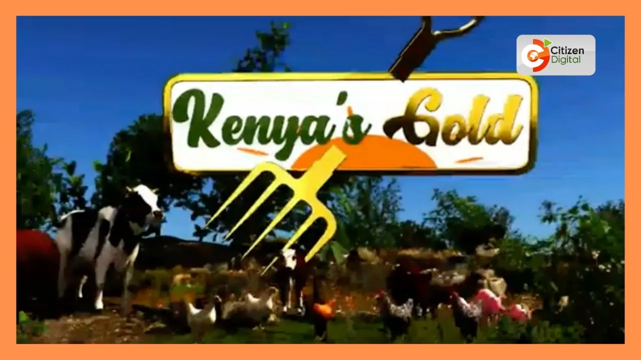 Kenya's gold | Types of soil tests