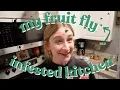 clean my fruit fly infested kitchen with me