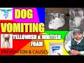 dog vomiting yellow white foam prevention cause Treatment by THE PET VISION S M