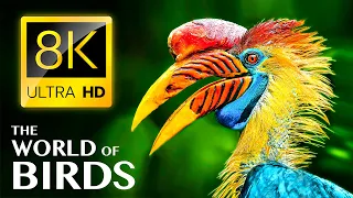 عالم الطيور بدقة 8K ULTRA HD 