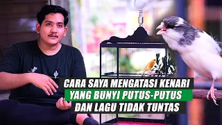penyebab dan cara mengatasi kenari yang bunyi putus putus serta lagu tidak tuntas paling mudah