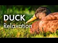 Tranquil Ducks A Relaxing Escape to Nature