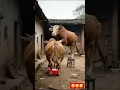 Download Lagu Ala ala bak😂😳 #funny #comedy