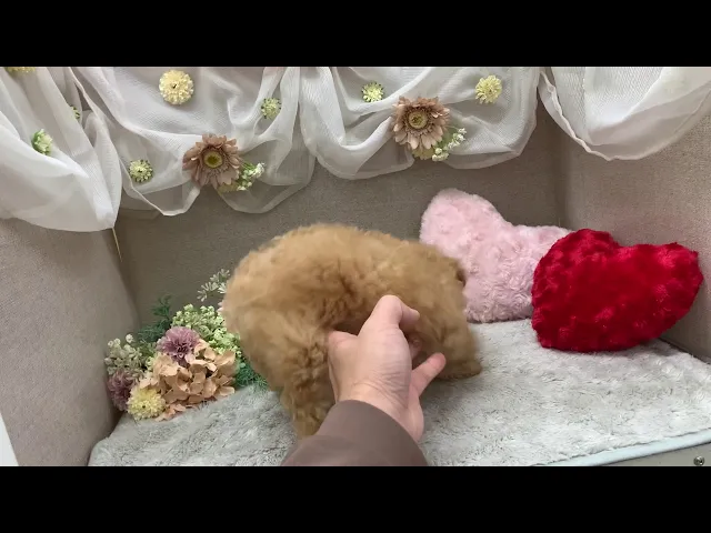 動画