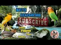 Download Lagu prenjak betina vs kenari isian lovebird