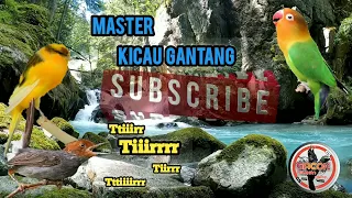 prenjak betina vs kenari isian lovebird