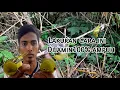 Trik ampuh pikat burung sirtu/cipoh di jamin 100% langsung poin