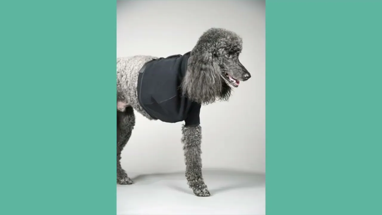 training on how to measure for a velpeau sling to help dogs with shoulder instability