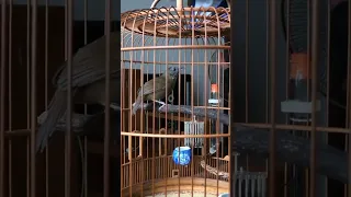 wambe mini sangat cocok buat masteran burung kesayangan anda