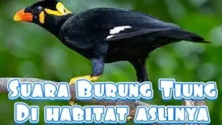 Download Suara Burung Tiung Saat berburu MP3