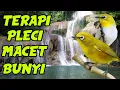 Download Lagu SUARA TERAPI PLECI MACET BUNYI JAMIN LANGSUNG NYAUT