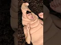 Download Lagu Cutting a worm in half #shorts