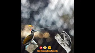 masteran pelatuk bawang vs pelatuk sampit suara jernih jeda 20dtk