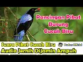 Download Lagu SUARA PIKAT - PANCINGAN SUARA PIKAT BURUNG CUCAK BIRU SUARA JERNIH DIJAMIN PALING AMPUH