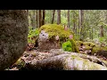 Dan Gibson’s Solitudes - Among the Lady Slippers | Wildflowers