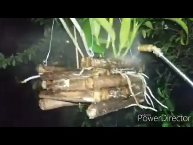 ADUBAÇÃO COM B&G ORQUÍDEAS E BOMBA DE PULVERIZAR CASEIRA