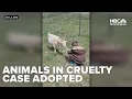 Animals rescued in Beaverhead County cruelty case being adopted